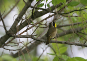 Yellowthroat Warbler Singing