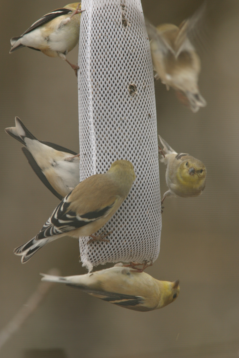 Full Size Image = 3014 K