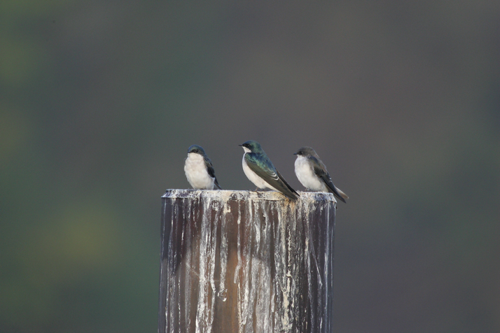 Full Size Image = 1613 K