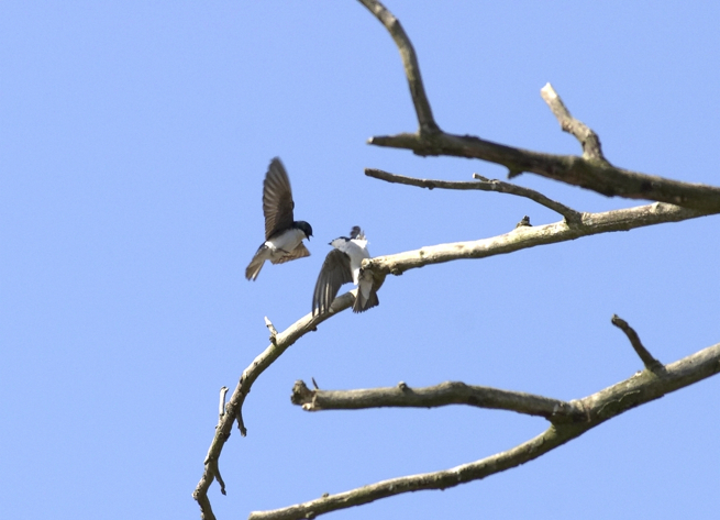 Full Size Image = 614 K