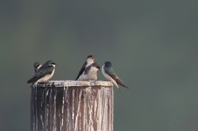 Full Size Image = 1556 K