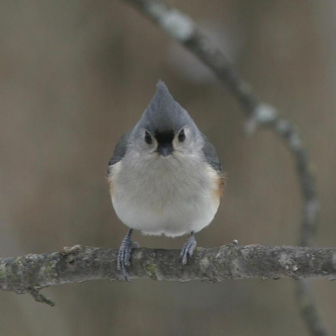 Full Size Image = 582 K