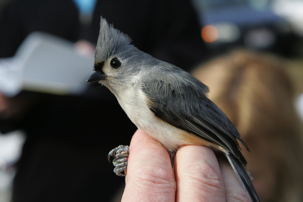 Full Size Image = 1168 K