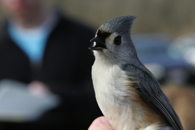 Full Size Image = 1153 K