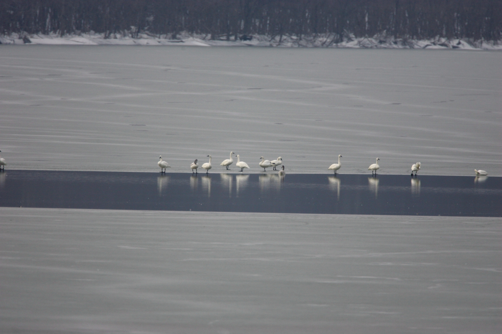 Full Size Image = 3801 K