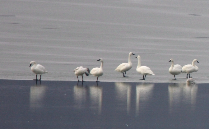 Full Size Image = 427 K