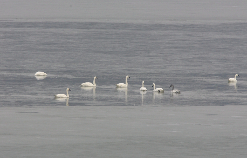 Full Size Image = 2523 K