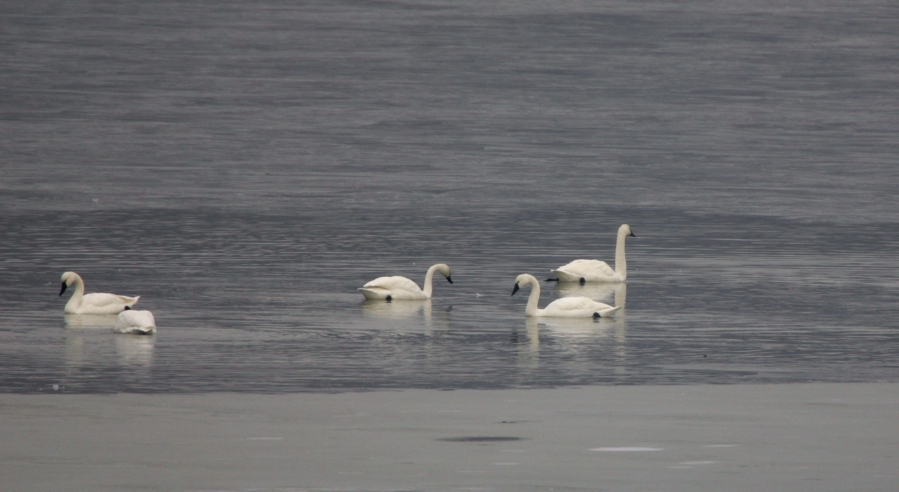 Full Size Image = 2083 K