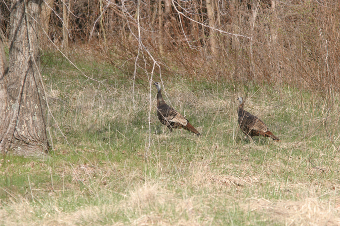 Full Size Image = 1677 K