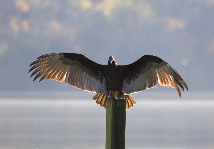 Full Size Image = 1673 K