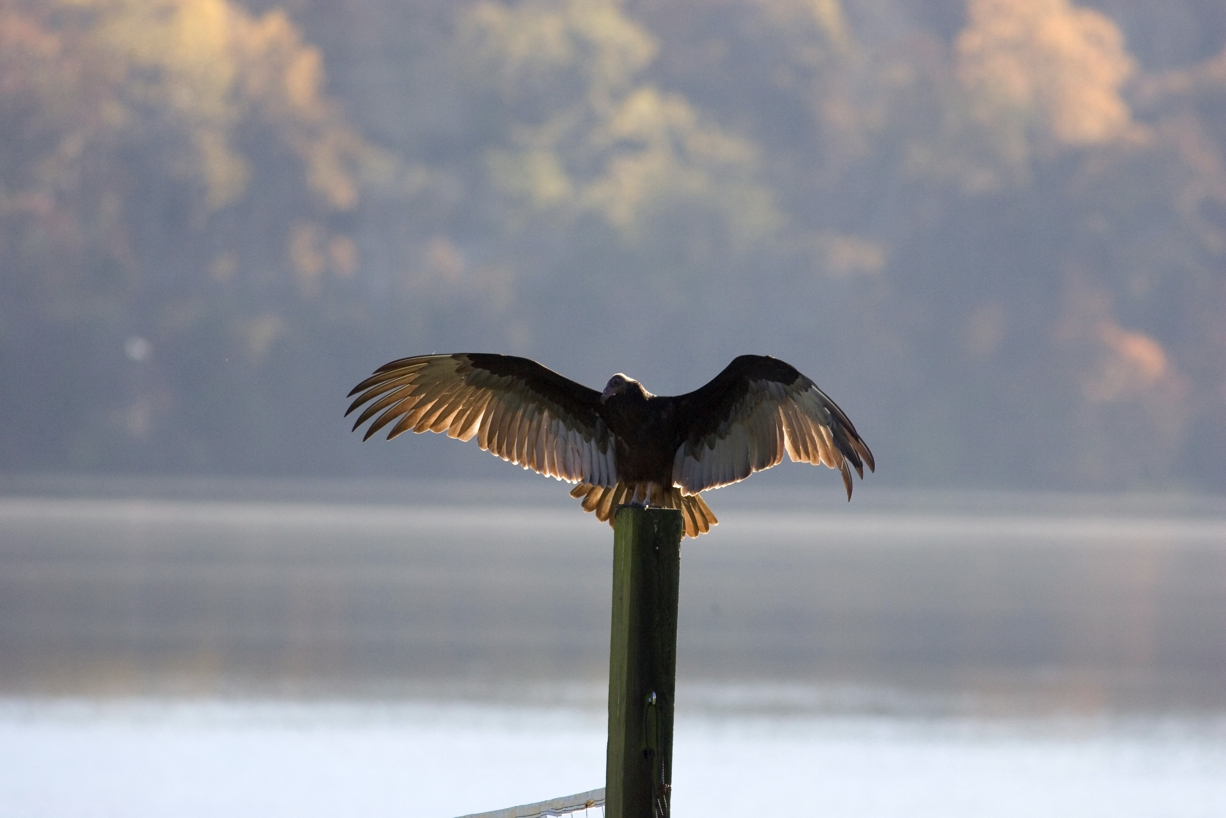 Full Size Image = 4079 K