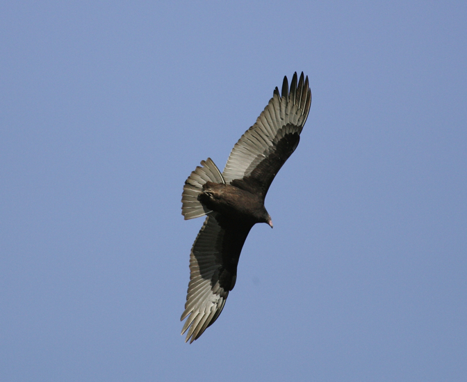 Full Size Image = 1833 K