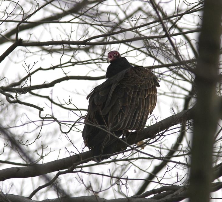 Full Size Image = 1691 K