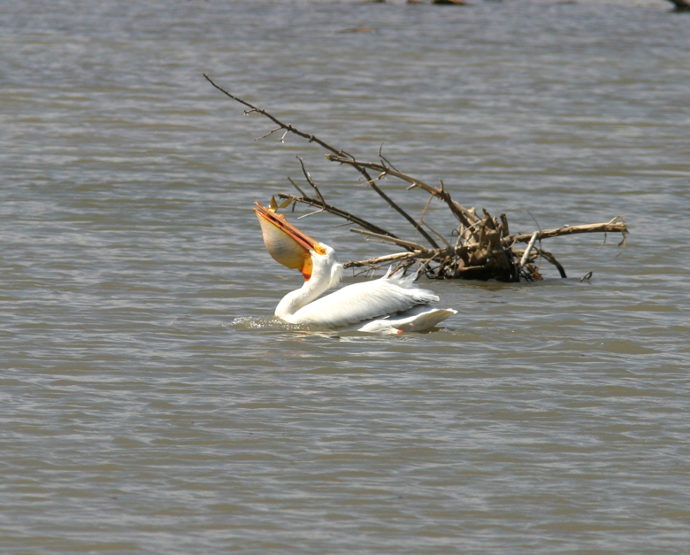 Full Size Image = 1511 K