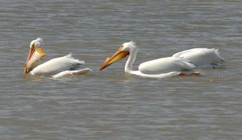 Full Size Image = 1018 K