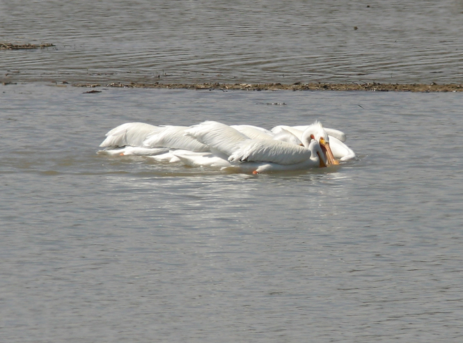 Full Size Image = 721 K