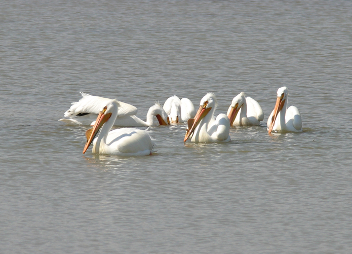 Full Size Image = 1079 K