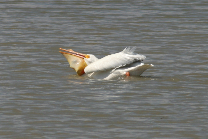 Full Size Image = 688 K