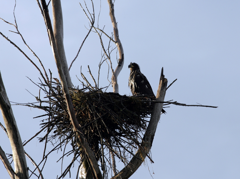 Full Size Image = 5250 K