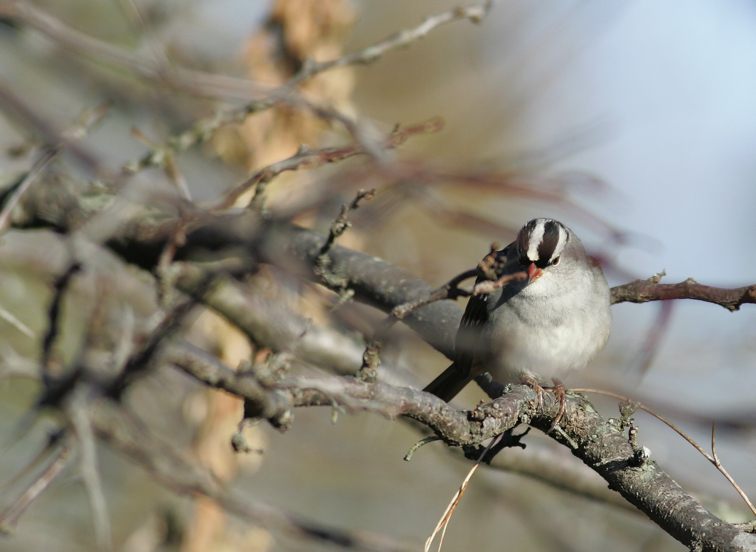 Full Size Image = 2182 K