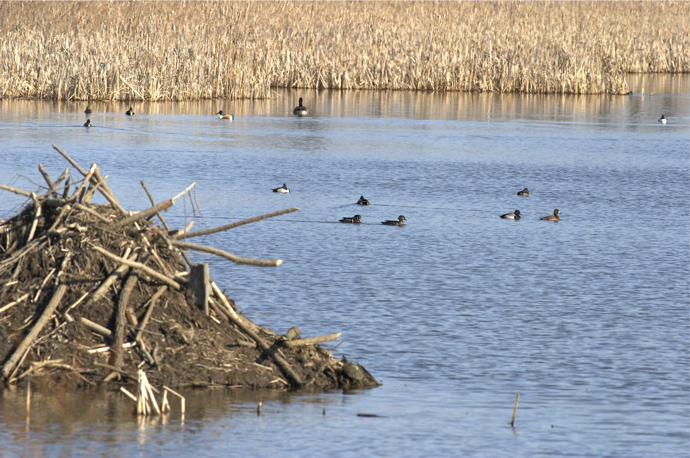 Full Size Image = 18382 K