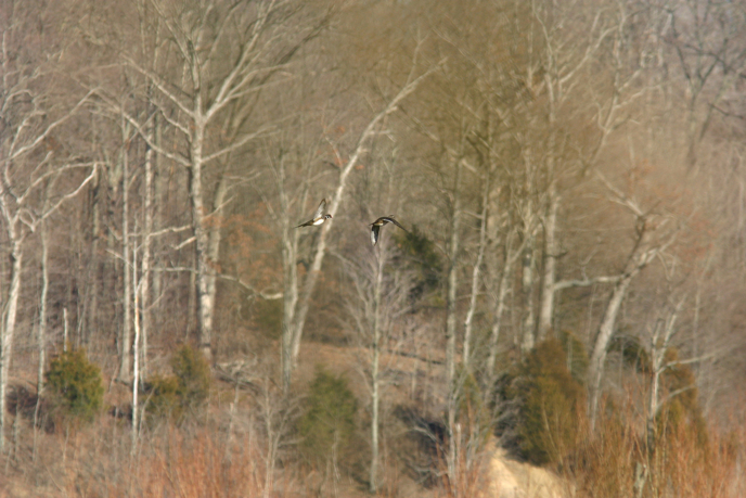 Full Size Image = 1096 K