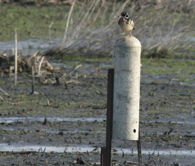 Full Size Image = 1056 K