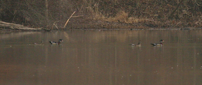 Full Size Image = 643 K