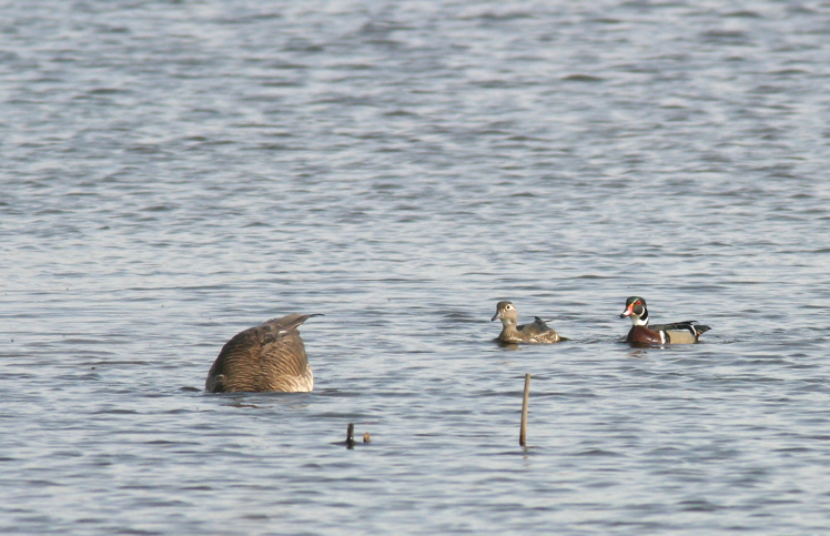 Full Size Image = 1256 K