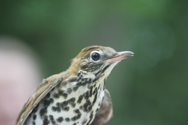 Full Size Image = 1502 K