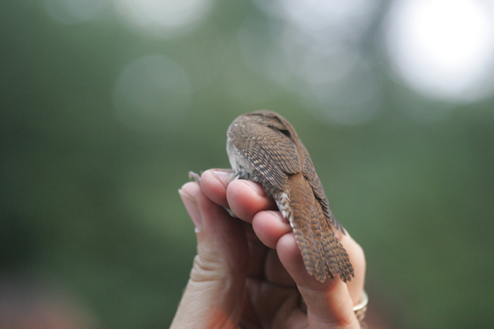 Full Size Image = 2240 K