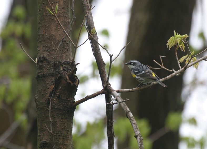 Full Size Image = 1092 K