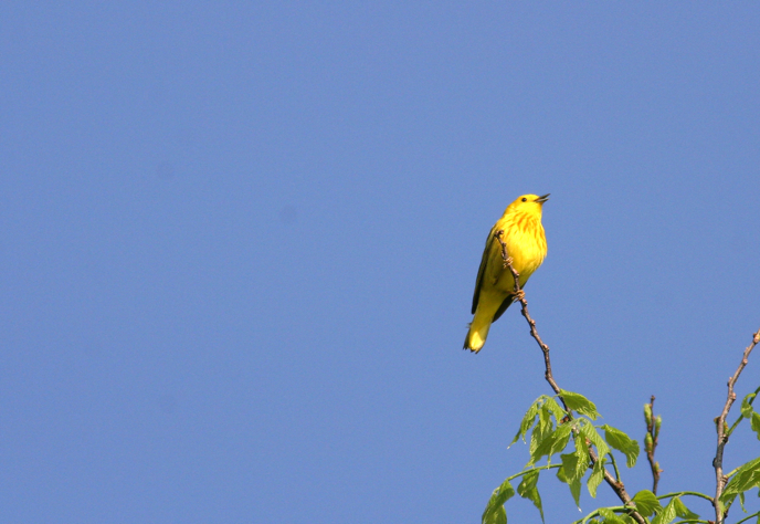 Full Size Image = 931 K