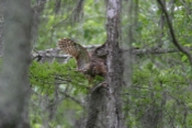 Barred Owl Crawfish Delivery