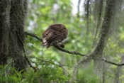 Barred Owl Water Dripping