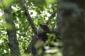 Unidentified Hawk Chick
