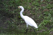 Snowy Egret Strut