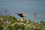 Sooty Tern Perched