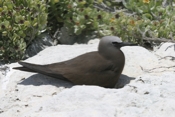 Brown Noddy on Rock