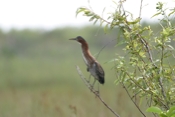 Green Heron extended Neck