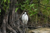 Great Blue, White Morph Bill