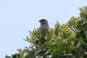 Unknown Hawk