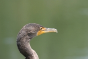 Double-crested Cormorant Head