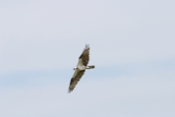 Osprey Hunting