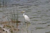Cattle Egret Fishing
