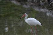White Ibis Profile
