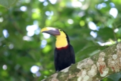 chestnut mandibled toucan