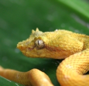 eyelash viper head 04 b