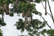 oropendula nests