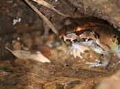 smoky jungle frog b